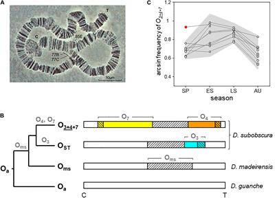 The Cyclically Seasonal Drosophila subobscura Inversion O7 Originated From Fragile Genomic Sites and Relocated Immunity and Metabolic Genes